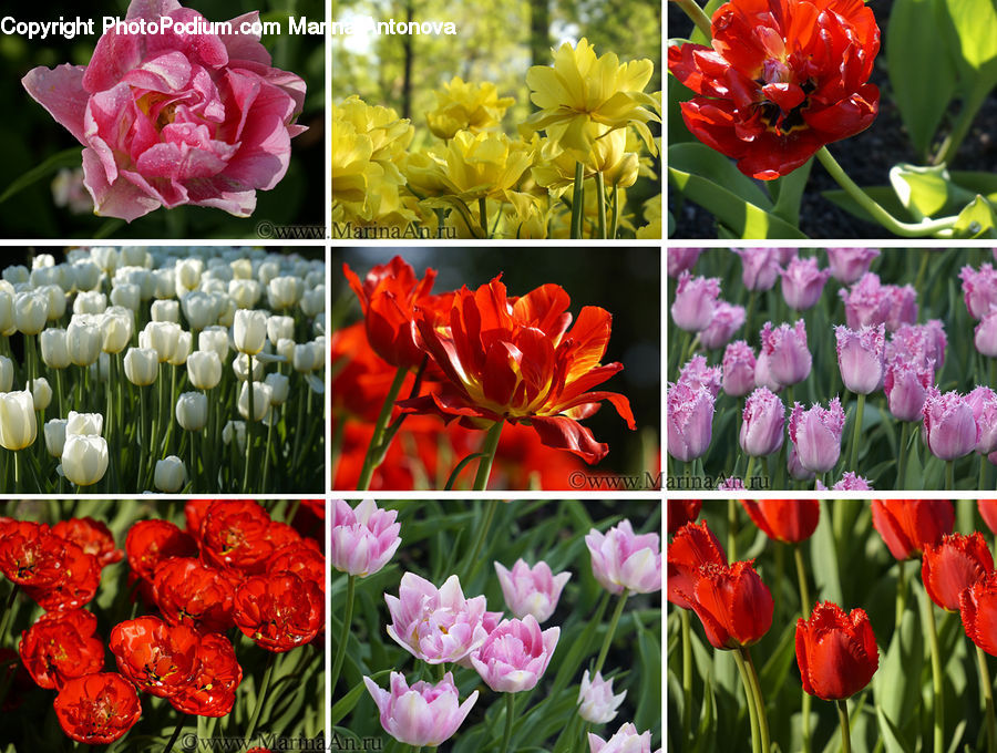 Blossom, Flora, Flower, Plant, Tulip, Collage, Poster