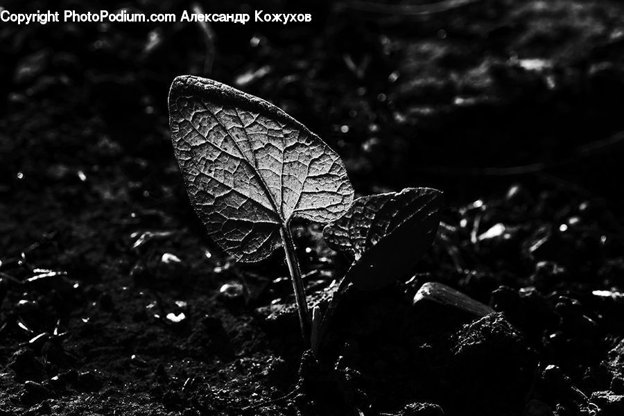 Asphalt, Tarmac, Soil, Anthurium, Flower, Plant, Blossom