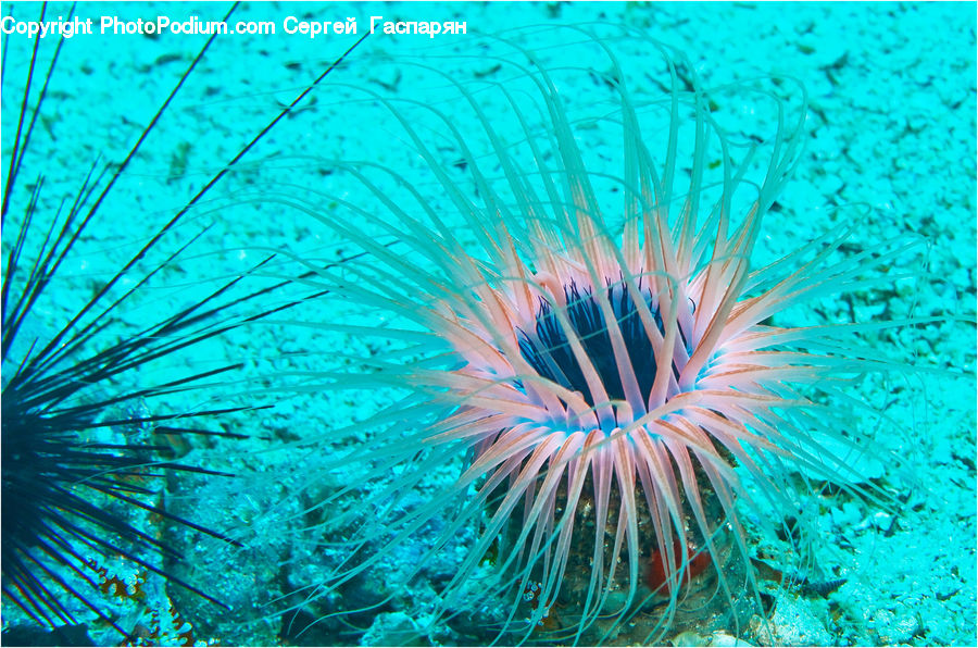 Invertebrate, Sea Anemone, Sea Life, Urchin, Coral Reef, Outdoors, Reef