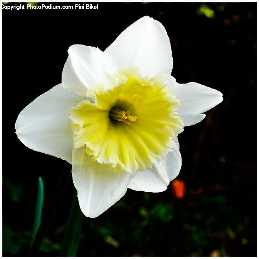 Blossom, Daffodil, Flora, Flower, Plant