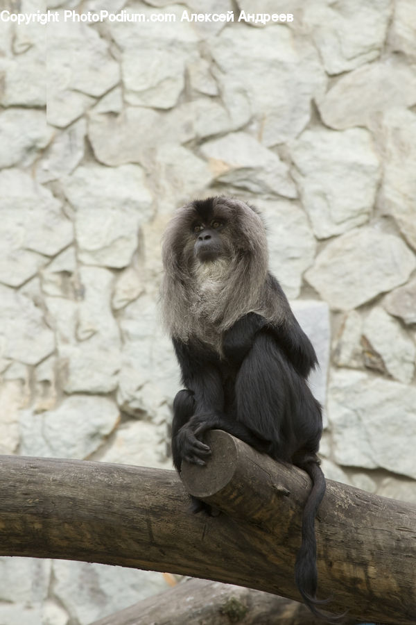 Animal, Ape, Mammal, Monkey, Asleep, Art, Gargoyle