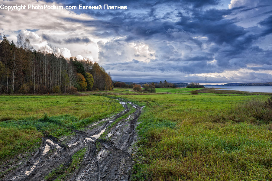 Plant, Tree, Willow, Dirt Road, Gravel, Road, Field