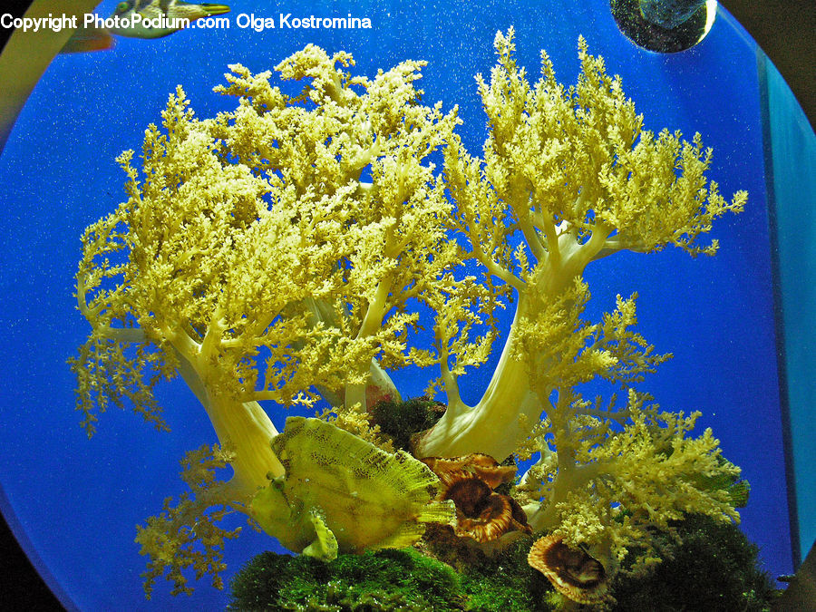 Coral Reef, Outdoors, Reef, Sea, Sea Life, Water, Algae