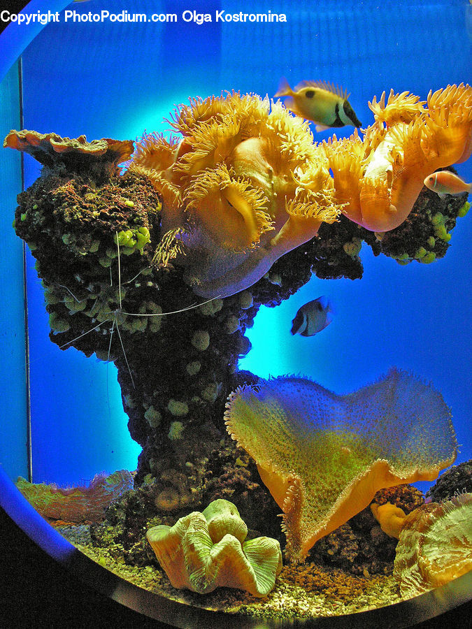 Alcyonacea, Brain Coral, Coral Reef, Invertebrate, Reef, Sea Life, Mammal