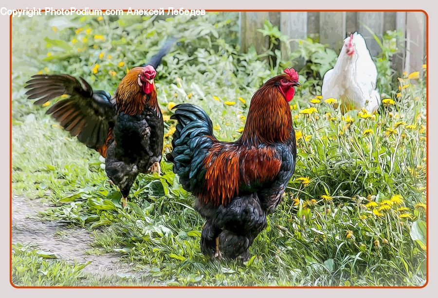 Chicken, Cock Bird, Fowl, Poultry, Rooster, Hen, Bird