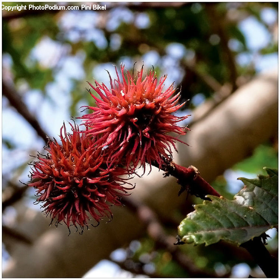 Plant, Ivy, Vine, Blossom, Flora, Flower, Conifer