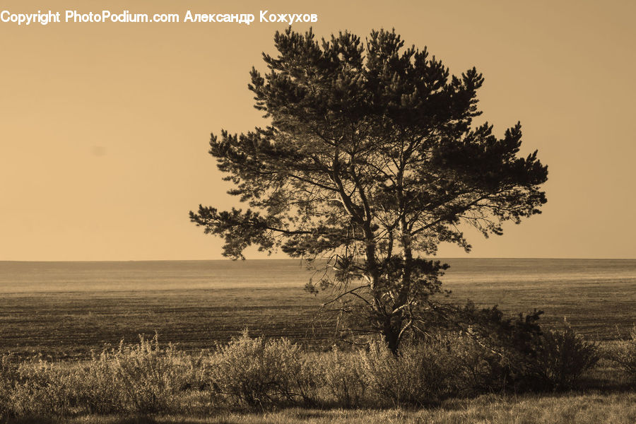 Conifer, Fir, Plant, Tree, Field, Grass, Grassland