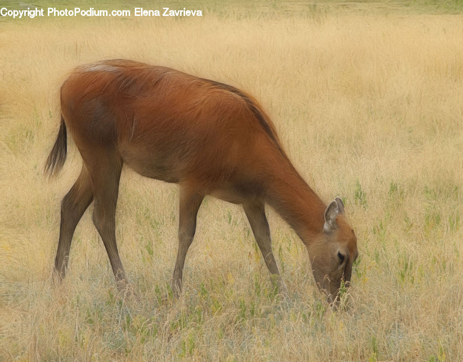 Animal, Colt Horse, Foal, Horse, Mammal, Gazelle, Impala