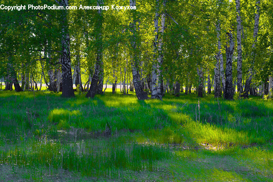 Birch, Tree, Wood, Forest, Vegetation, Grove, Land