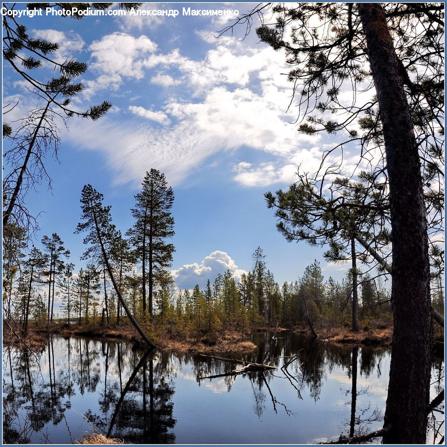 Land, Marsh, Outdoors, Swamp, Water, Conifer, Fir