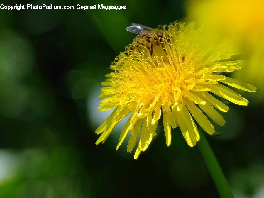 Dandelion, Flower, Plant, Flora, Pollen, Asteraceae, Blossom