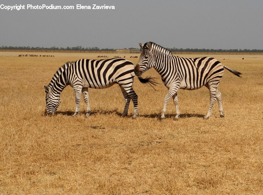 Animal, Mammal, Zebra