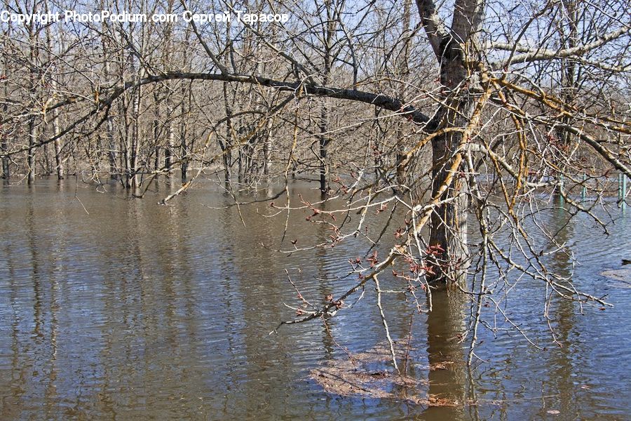 Flood, Birch, Tree, Wood, Landscape, Nature, Scenery