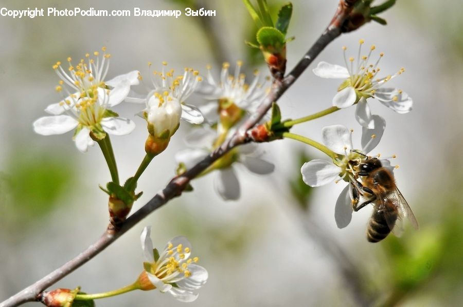 Blossom, Flora, Flower, Plant, Bee, Bumblebee, Honey Bee