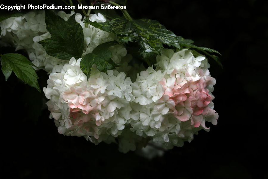 Blossom, Flower, Peony, Plant, Flora, Rose, Acanthaceae
