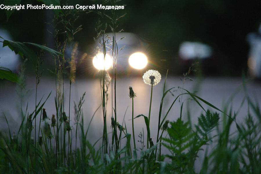 Field, Grass, Grassland, Plant, Weed, Moss, Blossom