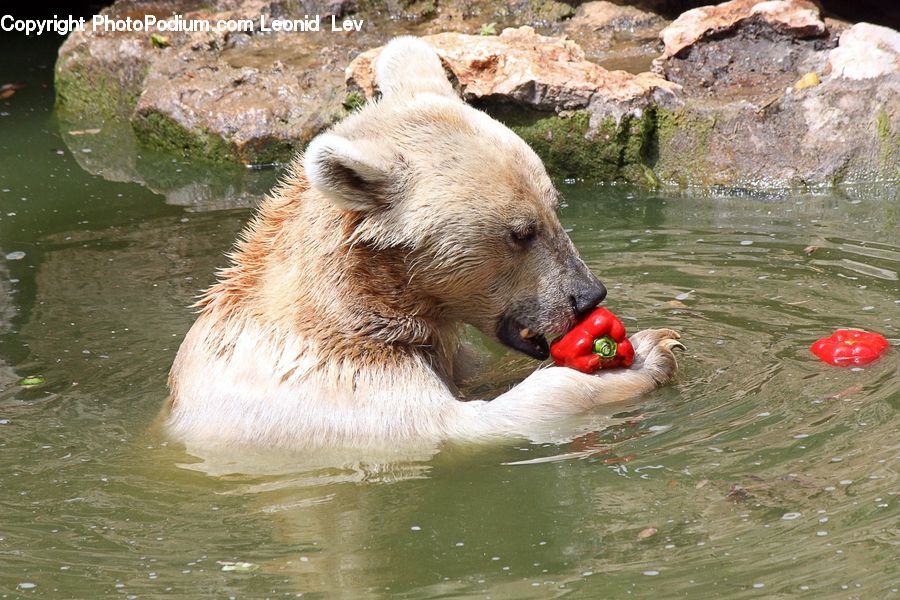 Animal, Bear, Mammal