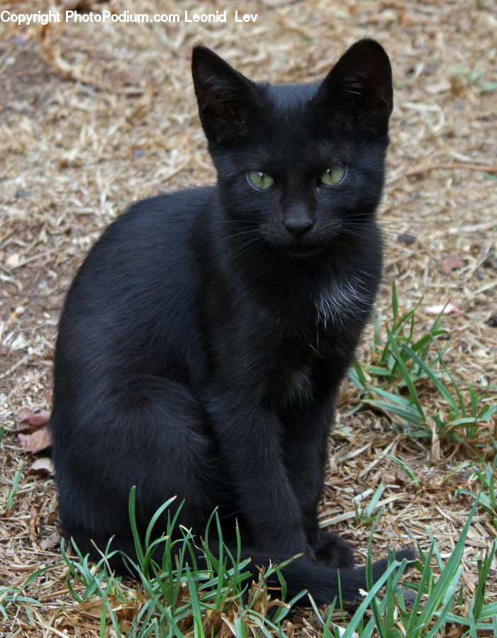 Animal, Black Cat, Cat, Mammal, Pet, Manx