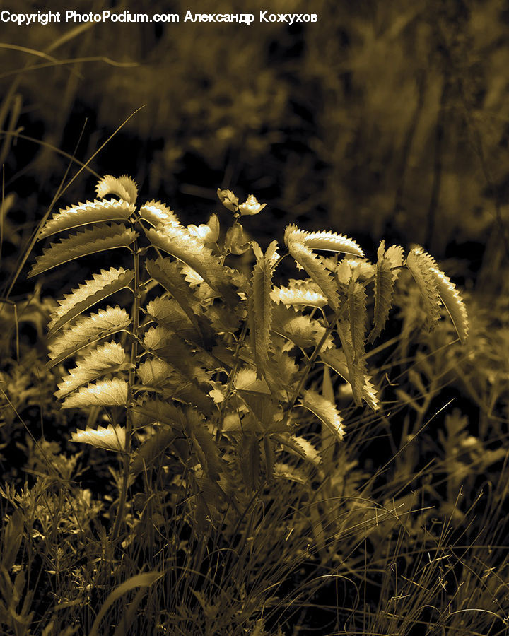 Fern, Plant, Conifer, Fir, Tree, Grain, Wheat