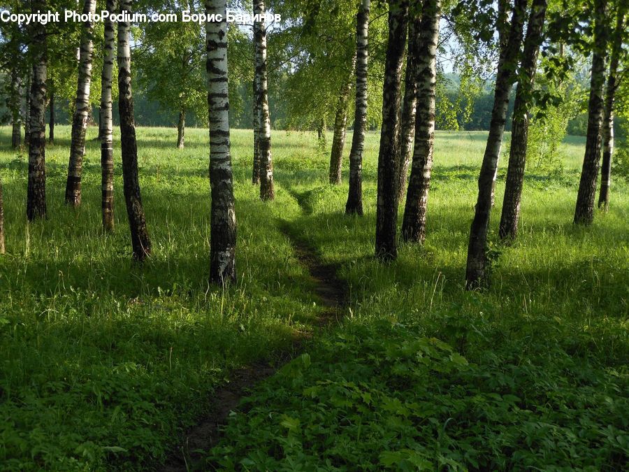 Forest, Vegetation, Birch, Tree, Wood, Field, Grass