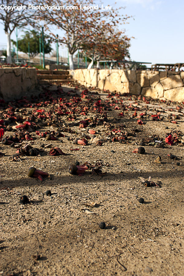 Rubble, Soil, Plant, Tree