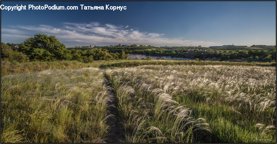 Field, Grass, Grassland, Plant, Grain, Wheat, Land