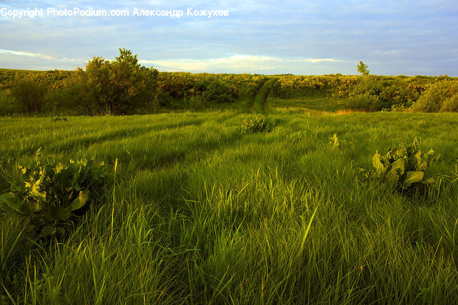 Field, Grass, Grassland, Land, Outdoors, Plant, Meadow