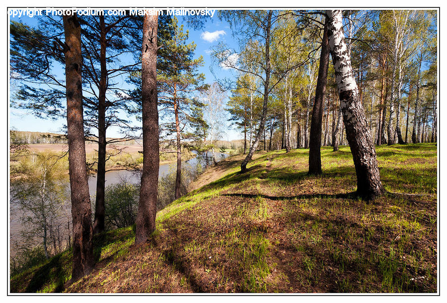 Birch, Tree, Wood, Tree Trunk, Forest, Vegetation, Moss