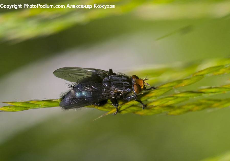 Asilidae, Insect, Invertebrate, Andrena, Apidae, Bee, Bumblebee