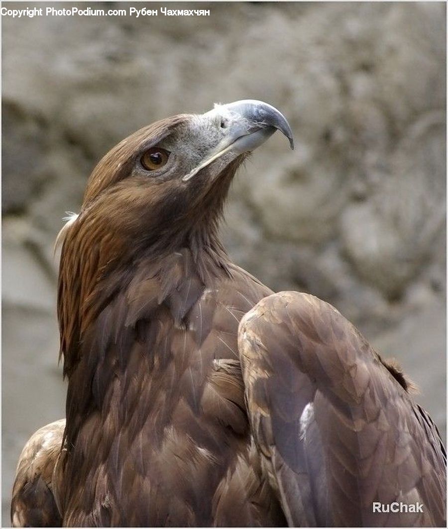 Beak, Bird, Eagle, Buzzard, Harrier, Hawk, Vulture