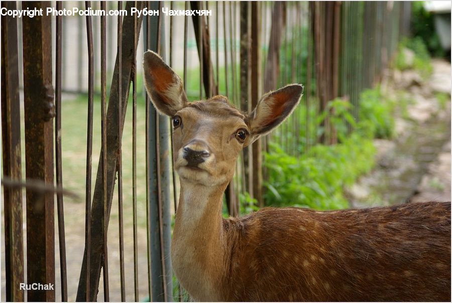 Animal, Deer, Mammal, Wildlife, Bongo, Percussion, Gazelle