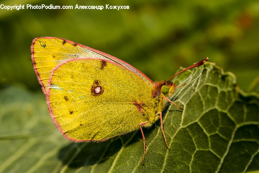 Butterfly, Insect, Invertebrate, Veins, Anisoptera, Dragonfly, Moth