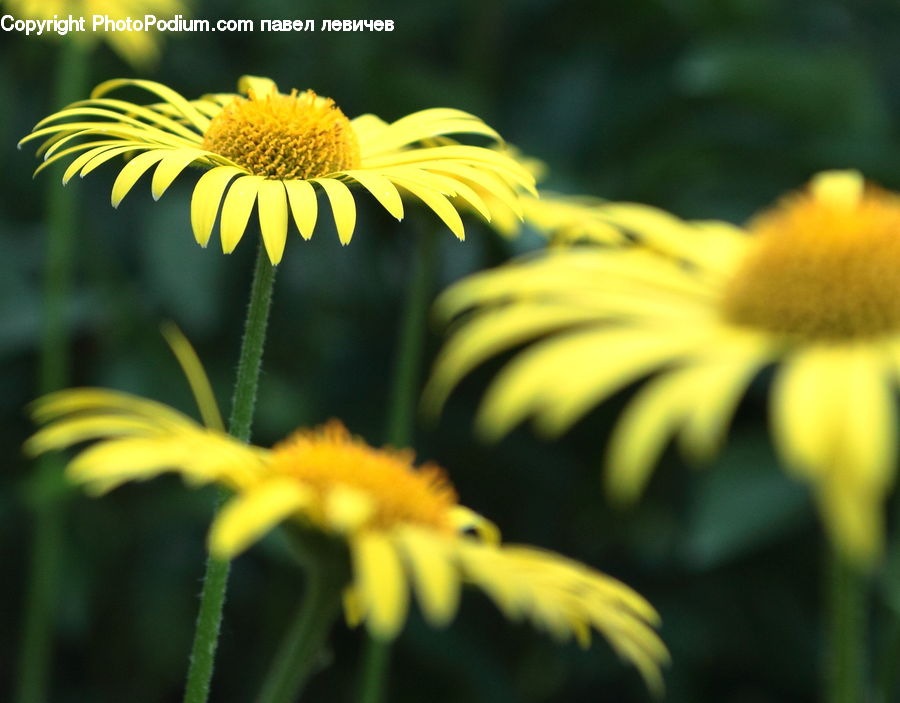 Asteraceae, Blossom, Flora, Flower, Plant, Daisies, Daisy