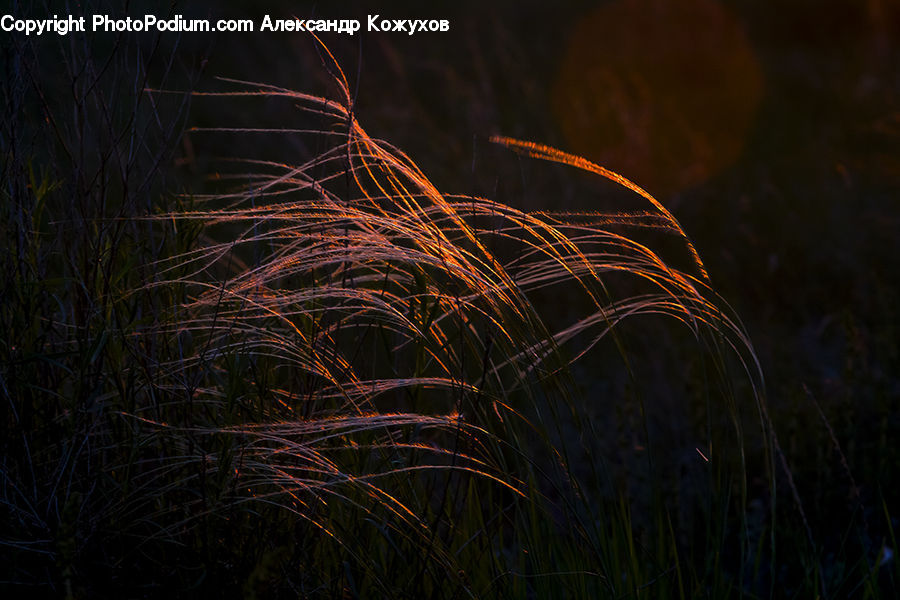 Field, Grass, Grassland, Plant, Algae, Vegetation, Blossom