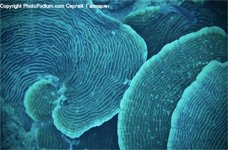 Alcyonacea, Brain Coral, Coral Reef, Invertebrate, Reef, Sea Life