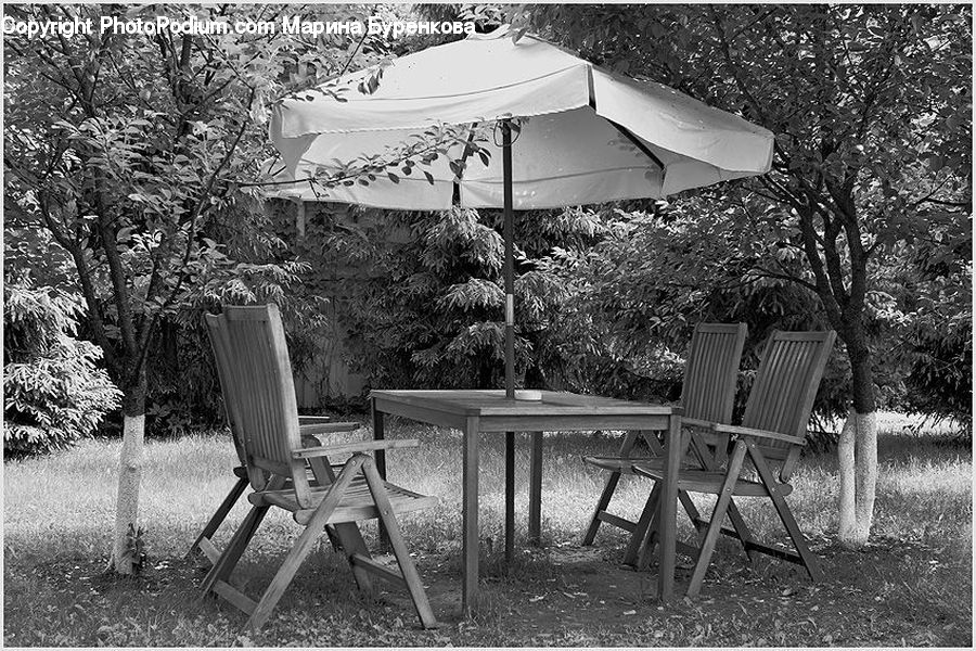 Chair, Furniture, Bench, Conifer, Fir, Plant, Tree