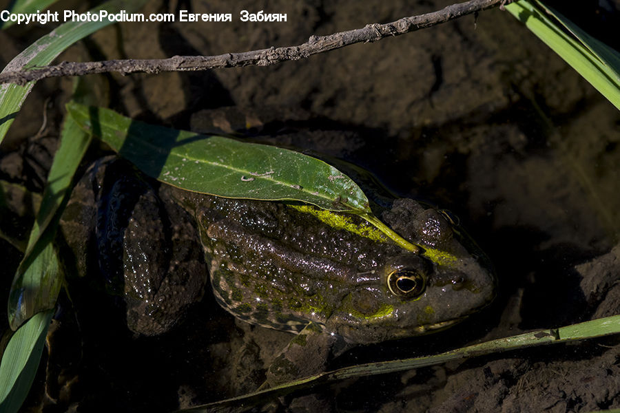 Amphibian, Frog, Wildlife, Arecaceae, Palm Tree, Plant, Tree