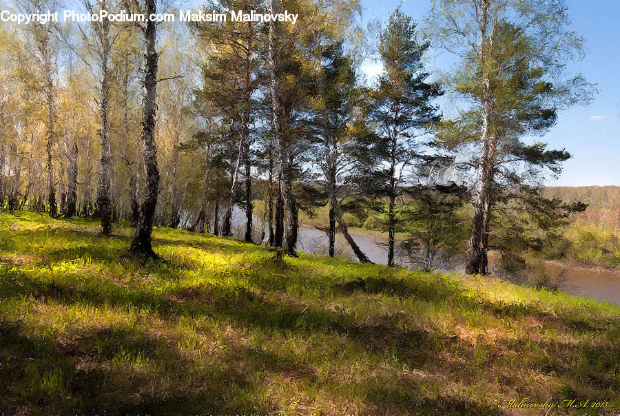 Conifer, Fir, Plant, Tree, Birch, Wood, Forest