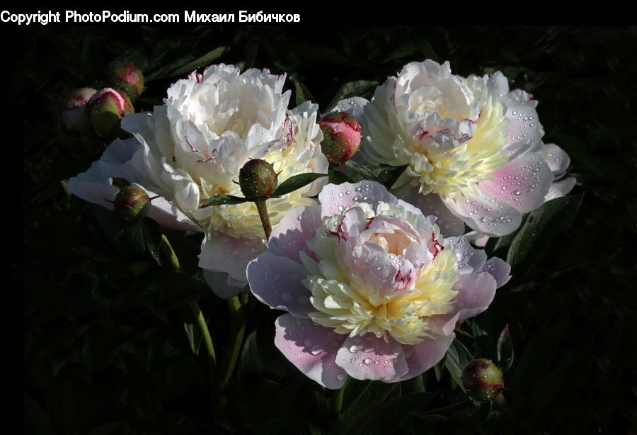 Blossom, Flower, Peony, Plant, Apple, Fruit, Rose