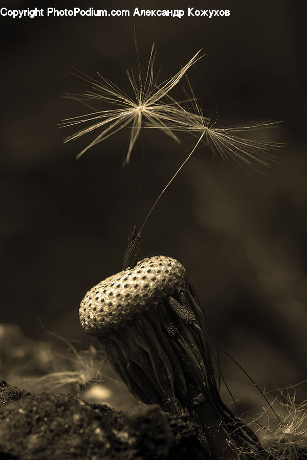 Insect, Spider Web, Dill, Plant, Grain, Seed, Field