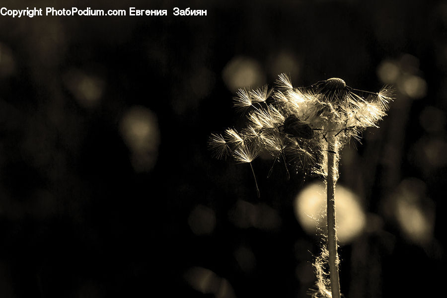 Plant, Weed, Dandelion, Flower, Bling, Blossom, Flora