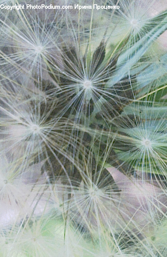 Dill, Plant, Dandelion, Flower, Weed, Grain, Seed