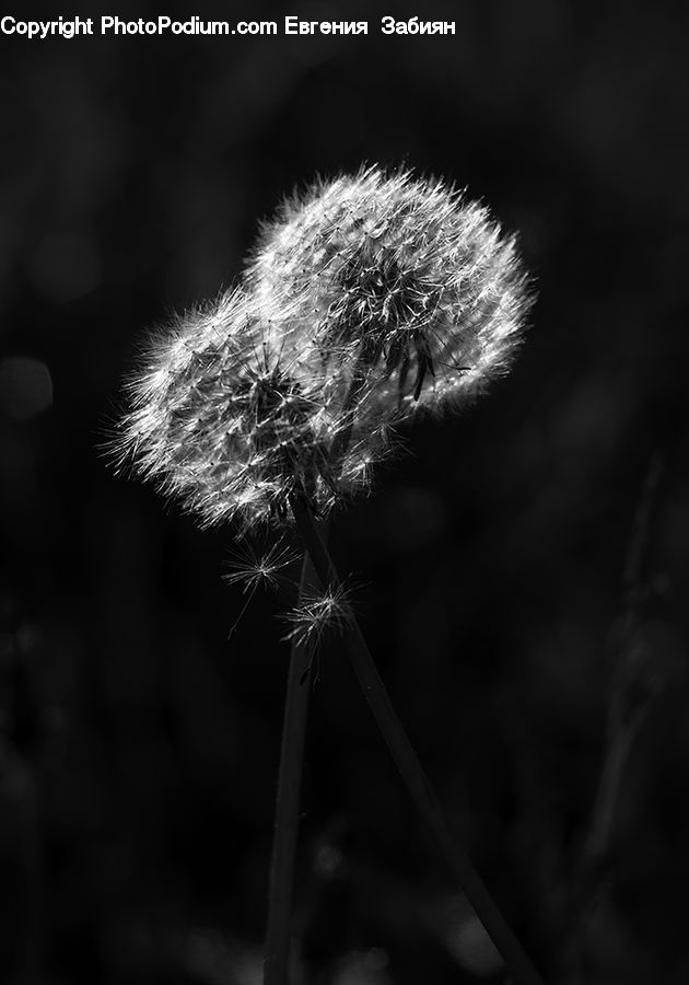 Plant, Flora, Flower, Thistle, Weed, Dandelion, Blossom