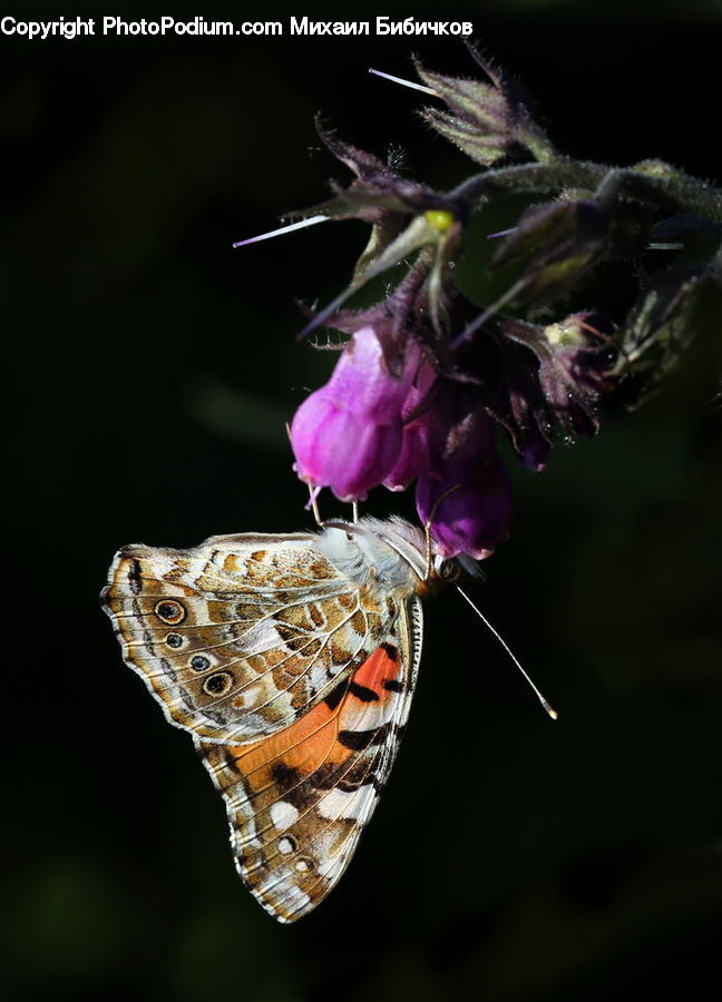 Lavender, Plant, Butterfly, Insect, Invertebrate, Flora, Flower