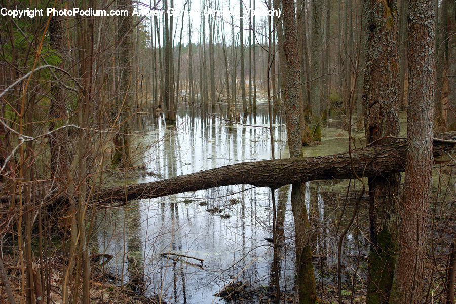 Land, Marsh, Outdoors, Swamp, Water, Ivy, Plant