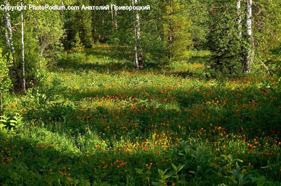 Field, Grass, Grassland, Plant, Forest, Grove, Land