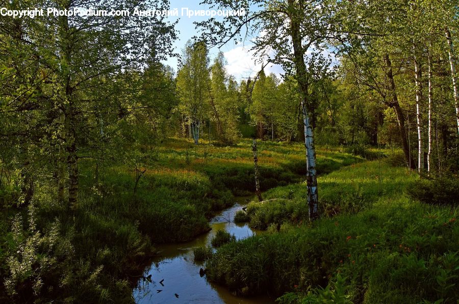 Forest, Jungle, Land, Marsh, Outdoors, Swamp, Water