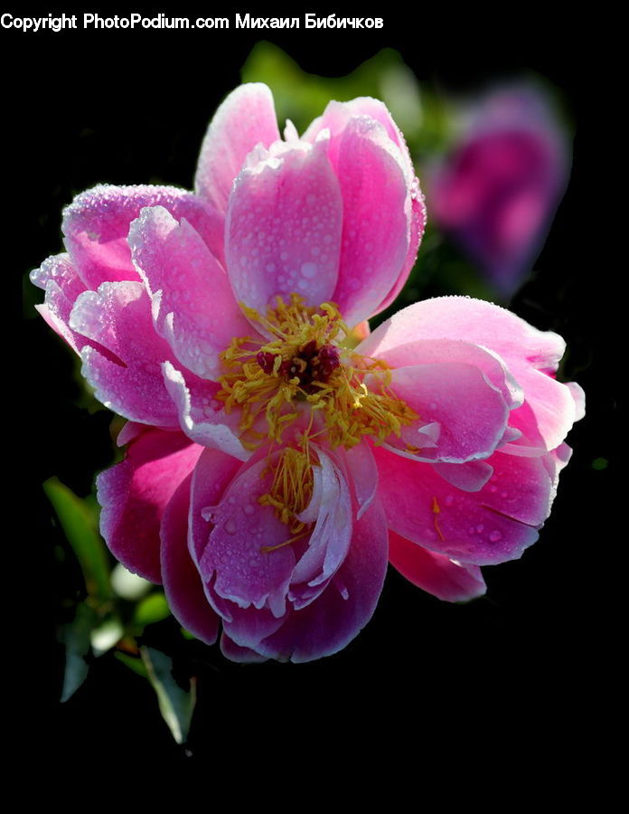 Blossom, Flora, Flower, Plant, Petal, Geranium, Pollen