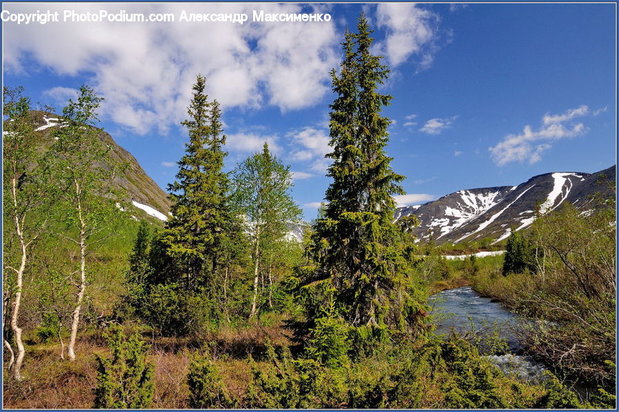 Conifer, Fir, Plant, Tree, Alps, Crest, Mountain