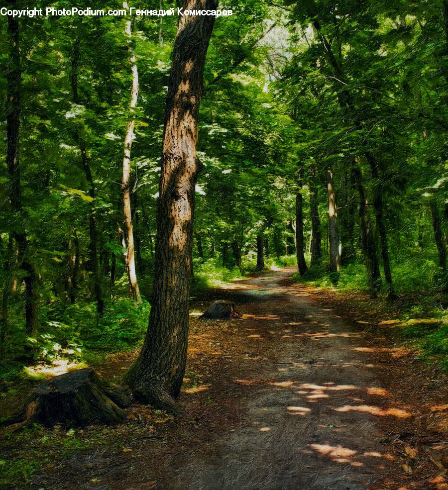 Forest, Vegetation, Grove, Land, Dirt Road, Gravel, Road